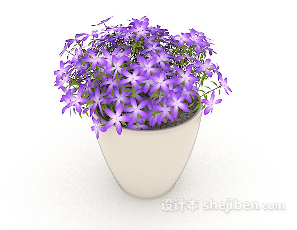 紫色小花盆栽
