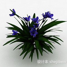 紫色花朵观赏型花卉3d模型下载