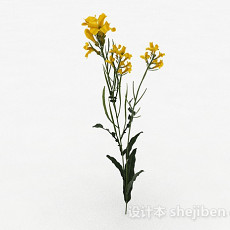 黄色花卉植物3d模型下载